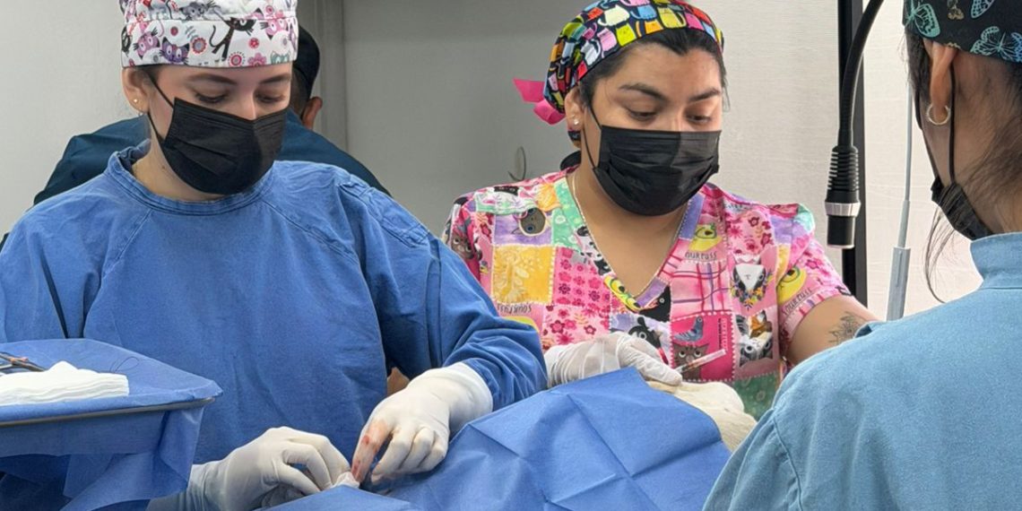 Brinda Gobierno del Estado servicios de bienestar animal y ambiental en Agua Prieta