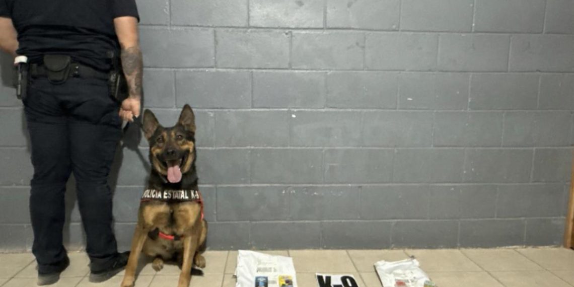Trabajo especializado de K-9 de la PESP permite detectar envíos ilícitos