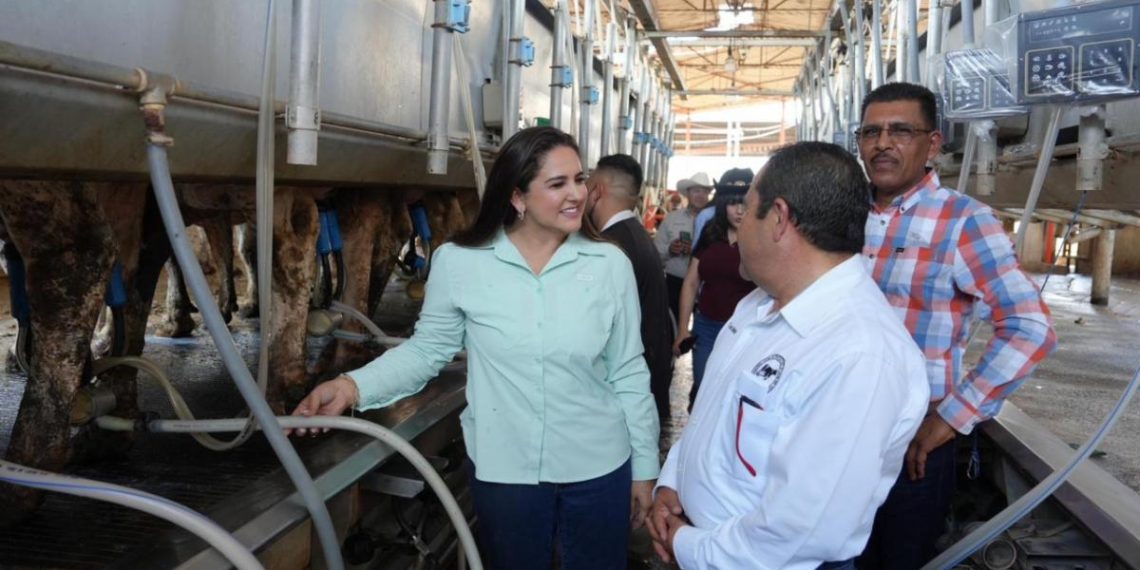 Gobierno de Sonora fortalece la productividad lechera con programa de mejoramiento genético