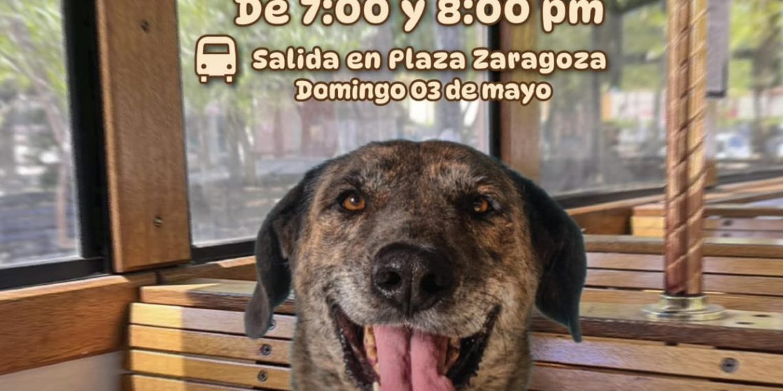 Invita Gobierno de Hermosillo a un paseo diferente en el “DogeBus”