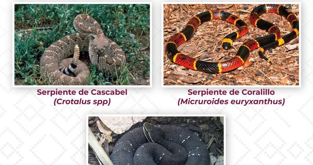 Llama Secretaría de Salud a prevenir afectaciones por mordedura de serpiente