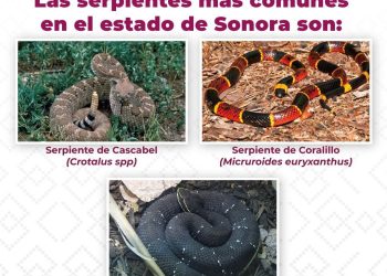 Llama Secretaría de Salud a prevenir afectaciones por mordedura de serpiente