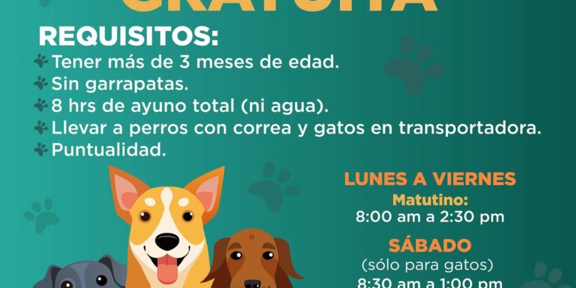 Mantiene agenda abierta Ayuntamiento de Hermosillo para esterilizaciones gratuitas para perros y gatos