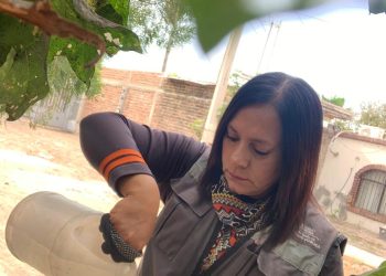 Refuerza Salud Sonora vigilancia del dengue mediante uso de ovitrampas