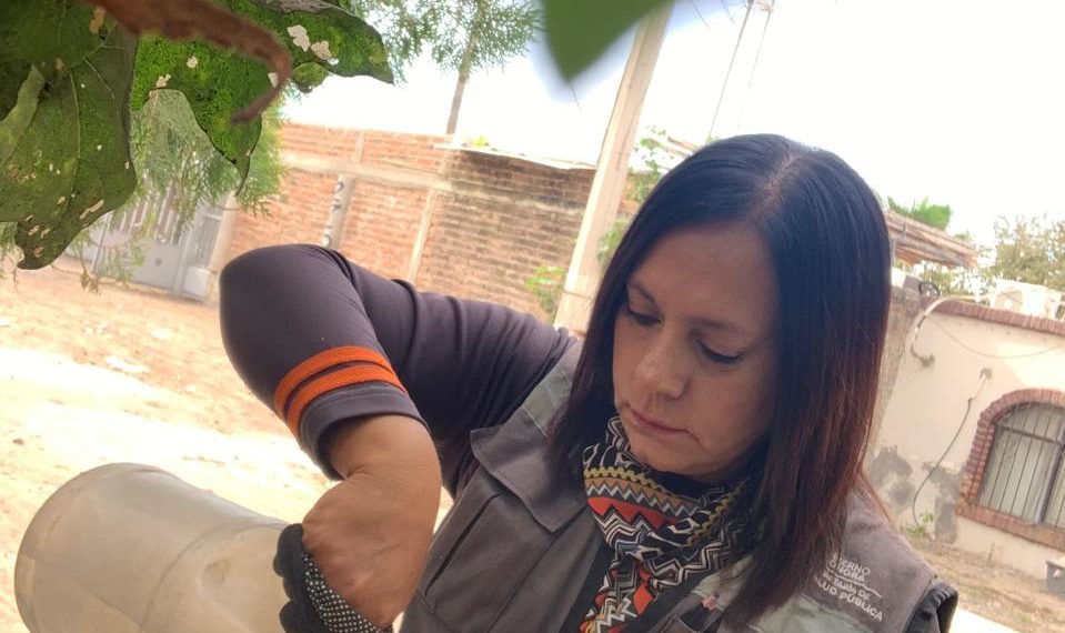 Refuerza Salud Sonora vigilancia del dengue mediante uso de ovitrampas