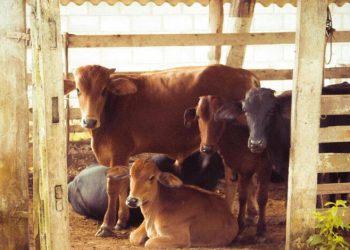 Sheinbaum destaca cooperación con EU para frenar gusano barrenador