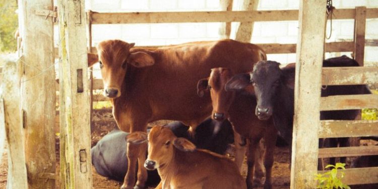 Sheinbaum destaca cooperación con EU para frenar gusano barrenador