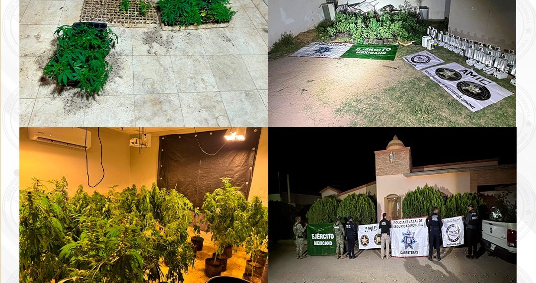 FGJES asegura invernadero con plantas de marihuana durante cateo en Magdalena de Kino