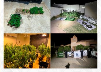 FGJES asegura invernadero con plantas de marihuana durante cateo en Magdalena de Kino