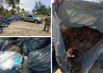 Bolsas abandonadas en Veracruz son de sargazo: Semar