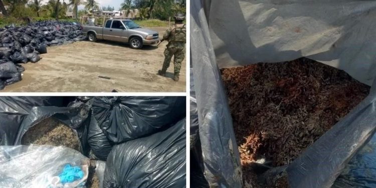 Bolsas abandonadas en Veracruz son de sargazo: Semar