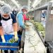 Consolida Gobierno de Sonora liderazgo nacional en producción agroalimentaria