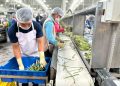 Consolida Gobierno de Sonora liderazgo nacional en producción agroalimentaria