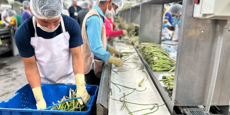 Consolida Gobierno de Sonora liderazgo nacional en producción agroalimentaria