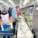 Consolida Gobierno de Sonora liderazgo nacional en producción agroalimentaria