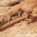 En Sonora se impulsa la conservación y bienestar animal con nacimiento de nuevas crías en el Centro Ecológico