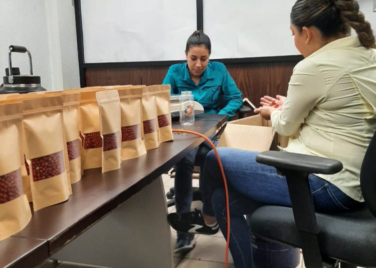 Gobierno de Sonora logra con éxito segunda cosecha de chiltepín de alta producción y fácil recolección: UTEchojoa