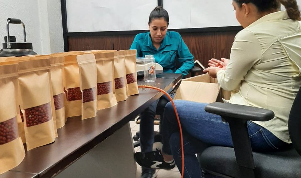 Gobierno de Sonora logra con éxito segunda cosecha de chiltepín de alta producción y fácil recolección: UTEchojoa
