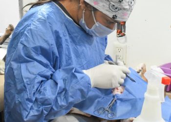 Gobierno de Hermosillo mantendrá en mayo esterilizaciones gratuitas para perros y gatos