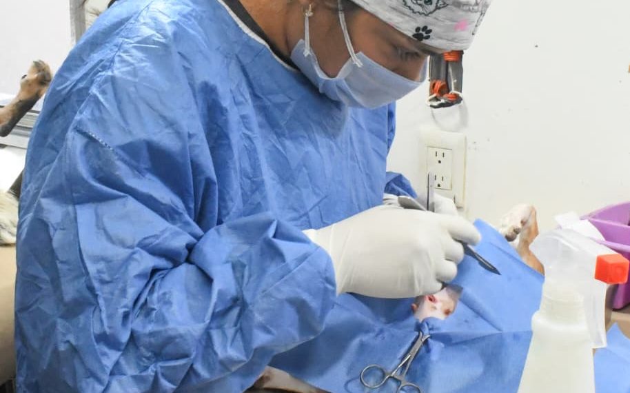 Gobierno de Hermosillo mantendrá en mayo esterilizaciones gratuitas para perros y gatos