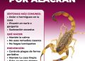 Recomienda Salud Sonora prevenir picaduras de arañas y alacranes