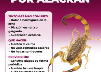 Recomienda Salud Sonora prevenir picaduras de arañas y alacranes