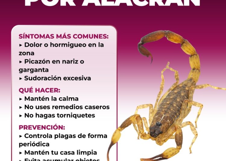 Recomienda Salud Sonora prevenir picaduras de arañas y alacranes