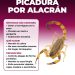 Recomienda Salud Sonora prevenir picaduras de arañas y alacranes