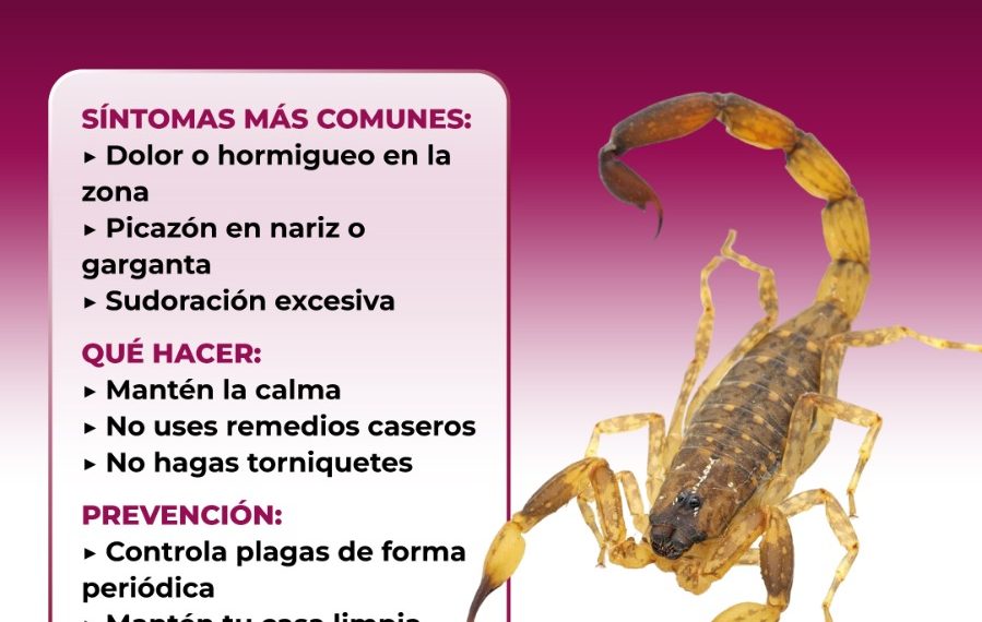 Recomienda Salud Sonora prevenir picaduras de arañas y alacranes