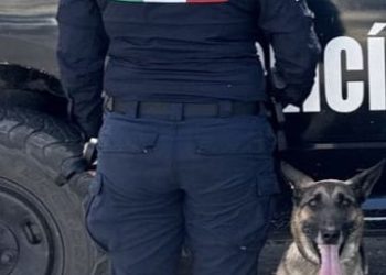 Binomios caninos de la PESP fortalecen acciones contra el narcomenudeo en Hermosillo