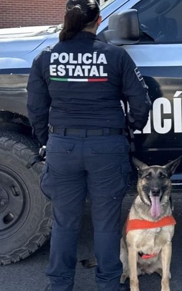 Binomios caninos de la PESP fortalecen acciones contra el narcomenudeo en Hermosillo