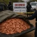 Ingreso ilegal de camarón de Ecuador hunde la acuacultura de México