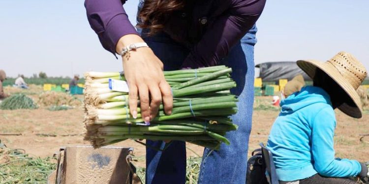 Reconoce Gobierno de Sonora la aportación de las y los trabajadores agrícolas a la economía del estado