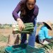 Reconoce Gobierno de Sonora la aportación de las y los trabajadores agrícolas a la economía del estado