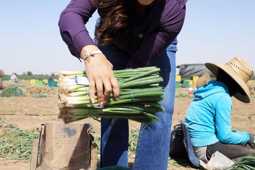 Reconoce Gobierno de Sonora la aportación de las y los trabajadores agrícolas a la economía del estado