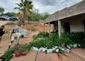 Localiza justicia invernadero de mariguna en Cucurpe