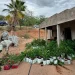 Localiza justicia invernadero de mariguna en Cucurpe
