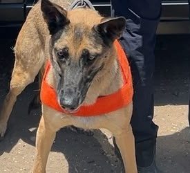 Unidad K-9 de la PESP fortalece acciones de seguridad en Hermosillo
