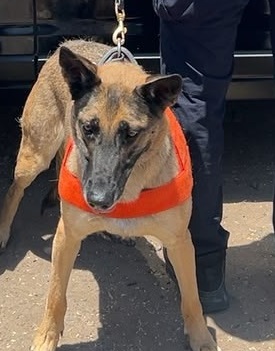 Unidad K-9 de la PESP fortalece acciones de seguridad en Hermosillo