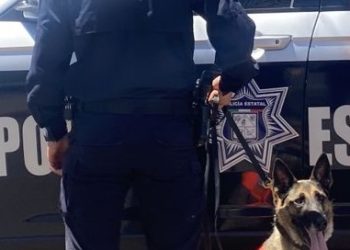Entrenamiento y precisión de la Unidad K-9 de la PESP dan resultados en operativo preventivo
