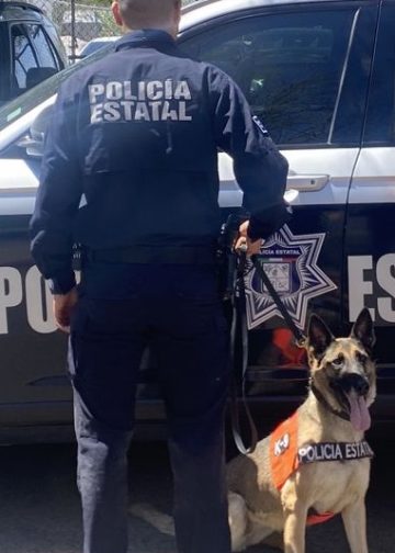 Entrenamiento y precisión de la Unidad K-9 de la PESP dan resultados en operativo preventivo