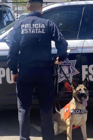 Entrenamiento y precisión de la Unidad K-9 de la PESP dan resultados en operativo preventivo