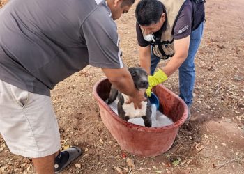 Refuerza Salud Sonora acciones preventivas contra la rickettsia para proteger a las familias