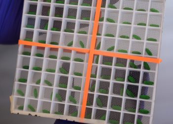 Reabren planta para combatir al gusano barrenador en medio del avance de la plaga en EEUU