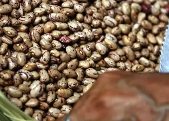 Permanecen sin comercializar 30 mil toneladas de frijol