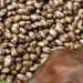 Permanecen sin comercializar 30 mil toneladas de frijol