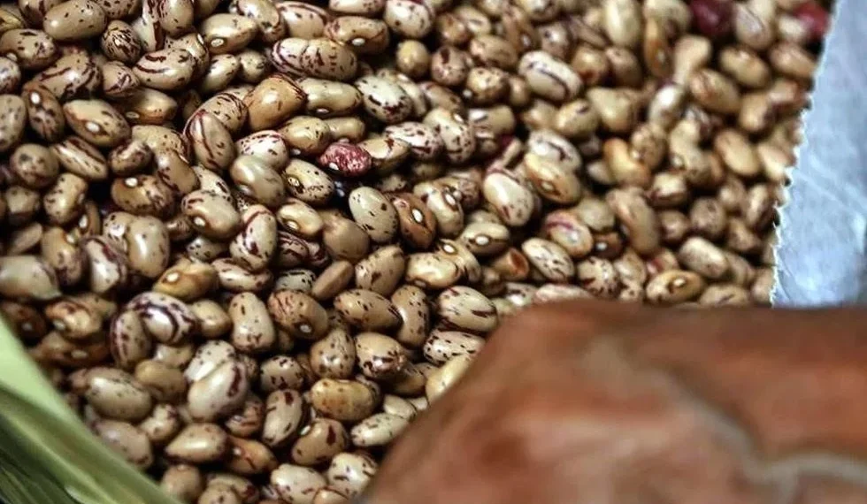 Permanecen sin comercializar 30 mil toneladas de frijol