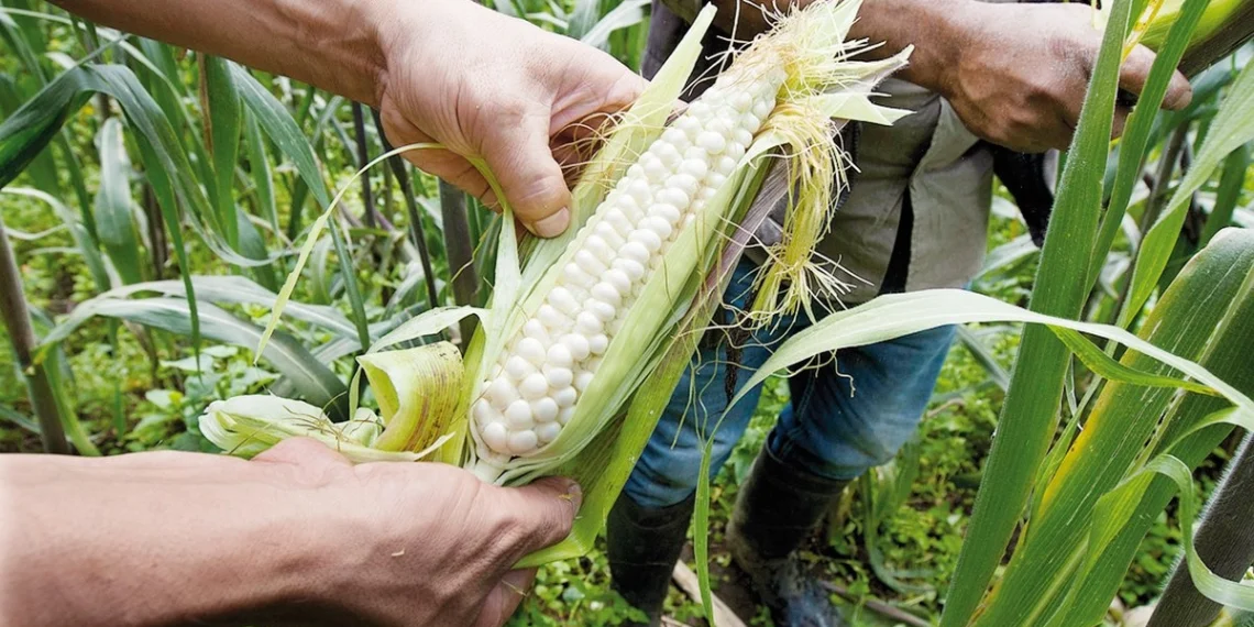 Fertilizantes, materias primas que más se han encarecido: Banco Mundial