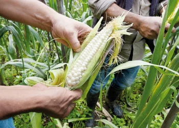 Fertilizantes, materias primas que más se han encarecido: Banco Mundial