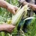 Fertilizantes, materias primas que más se han encarecido: Banco Mundial